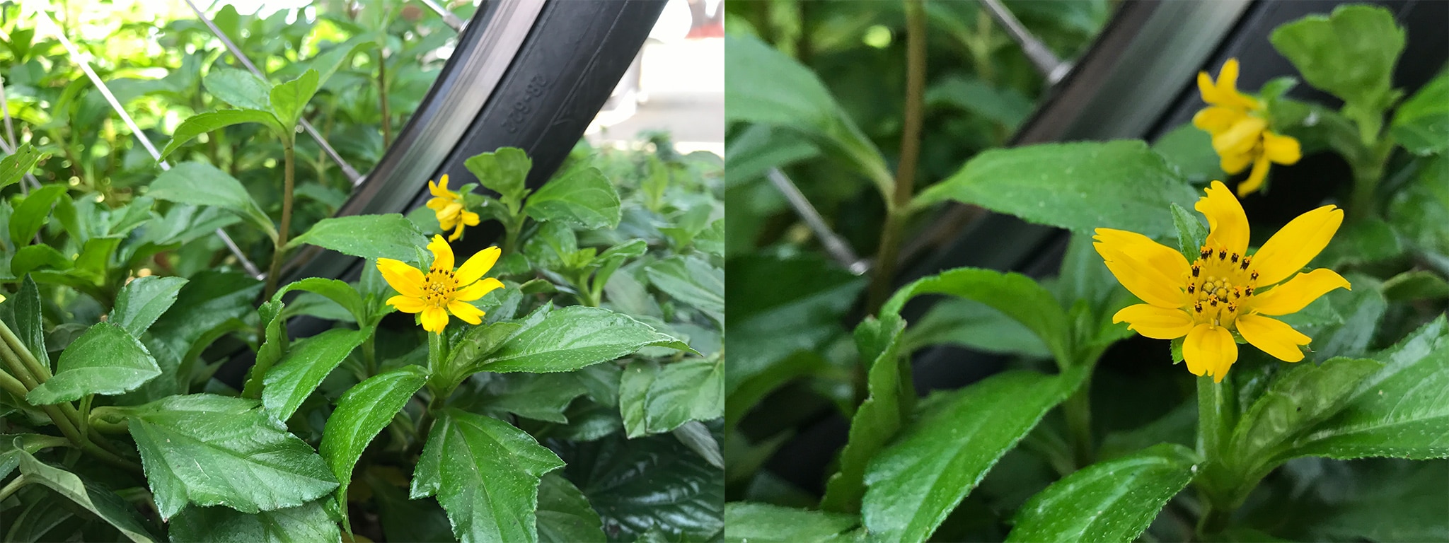 iphone7-plus-2x-zoom