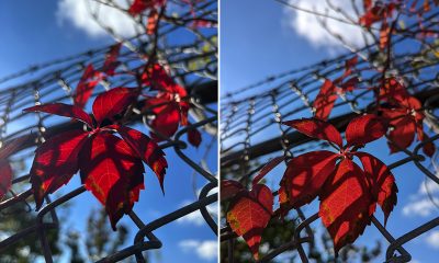 Pixel 6 iPhone 13 Pro