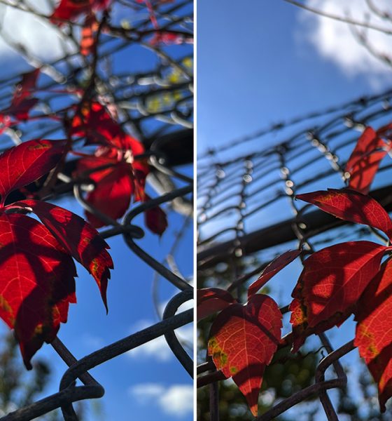 Pixel 6 iPhone 13 Pro