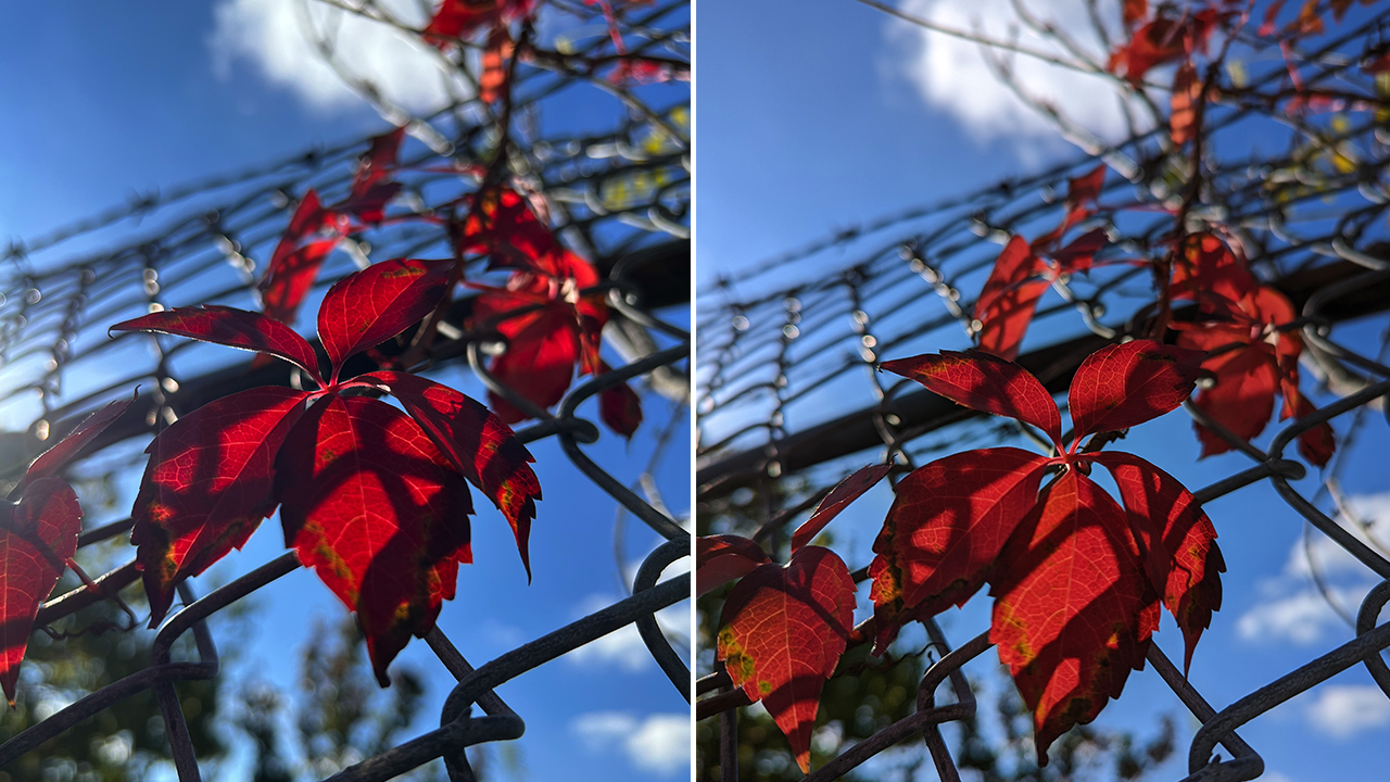 Pixel 6 iPhone 13 Pro