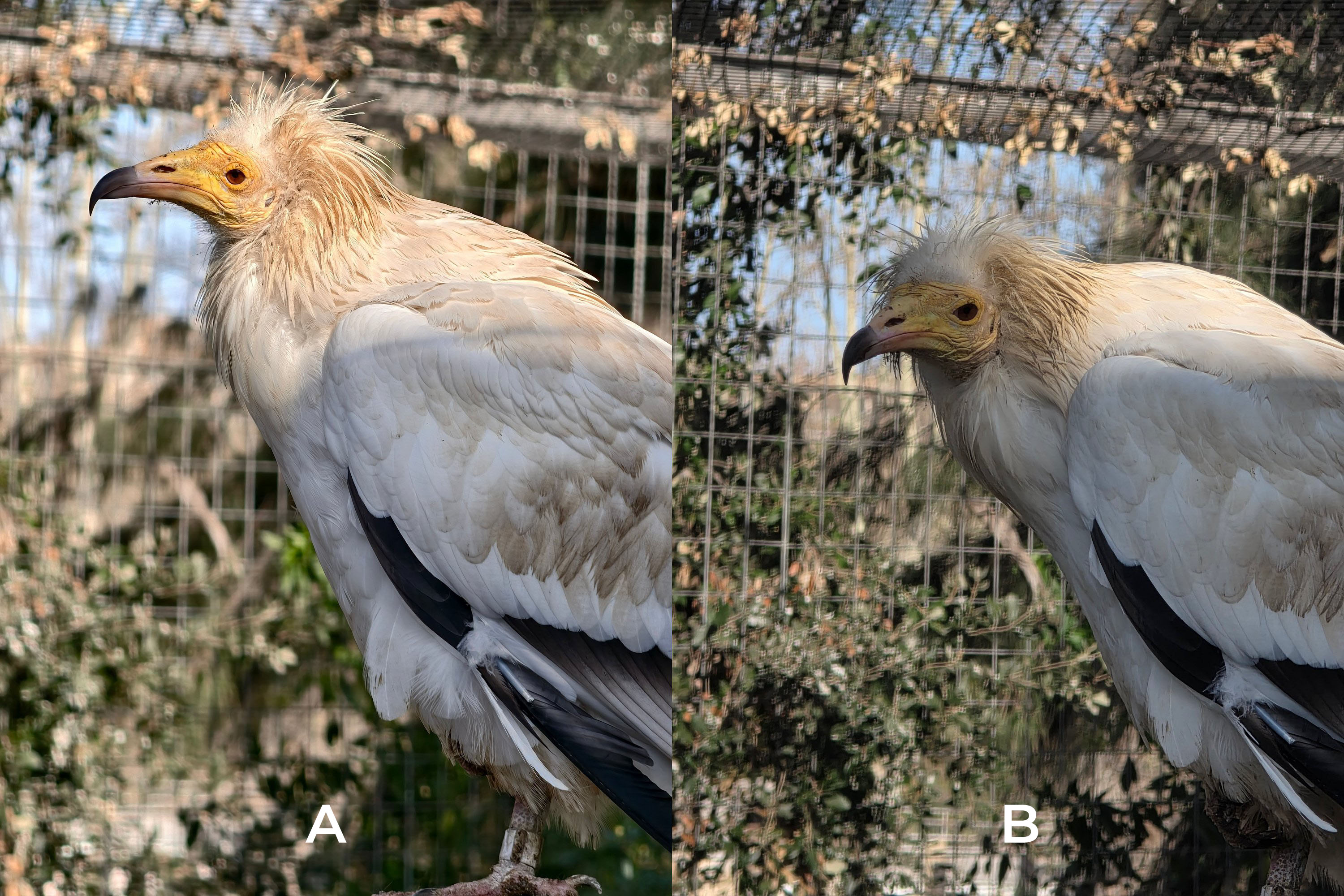 galaxy s25 ultra vivo x200 pro