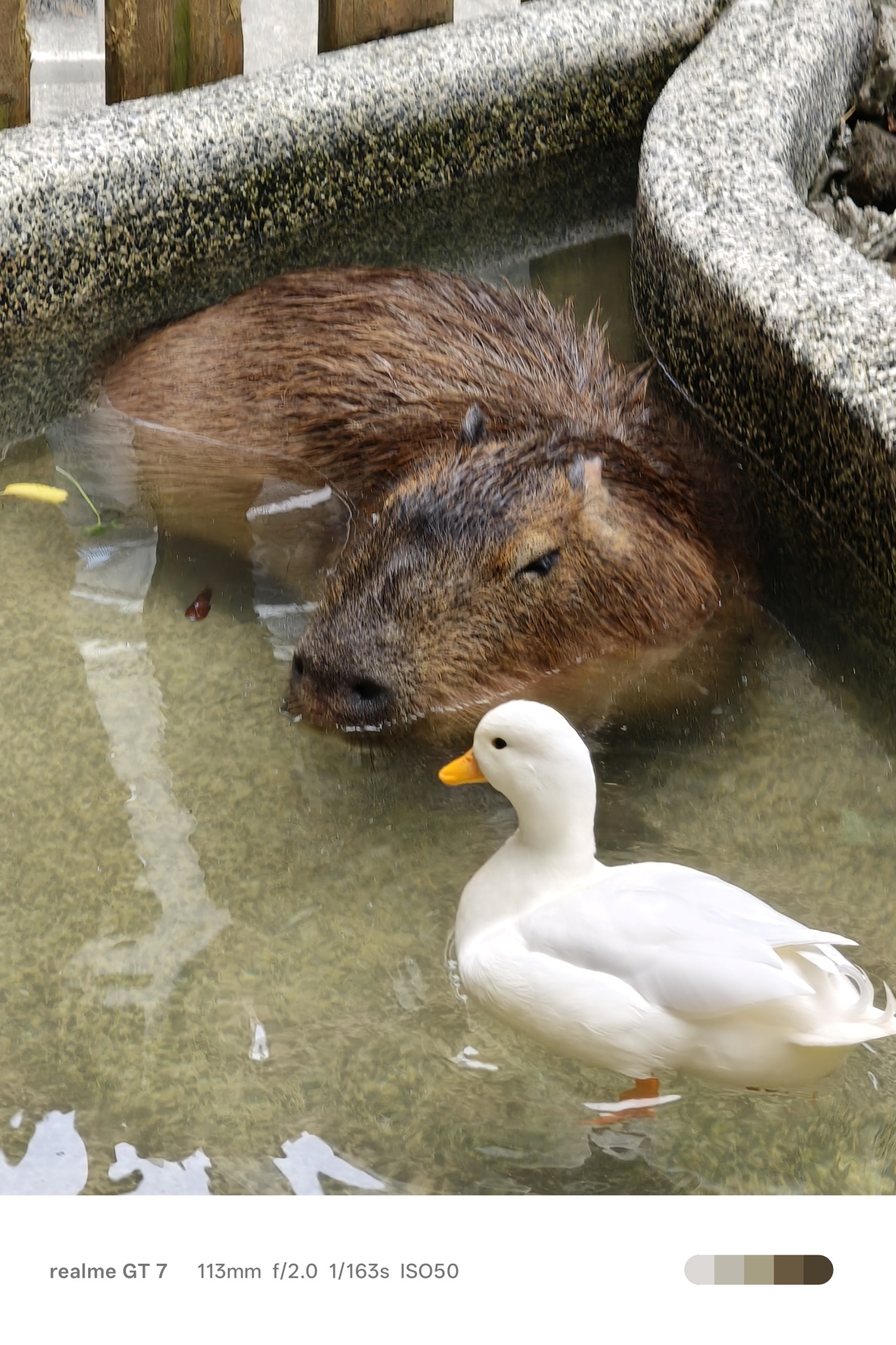 realme GT 7 | Capybara Knight